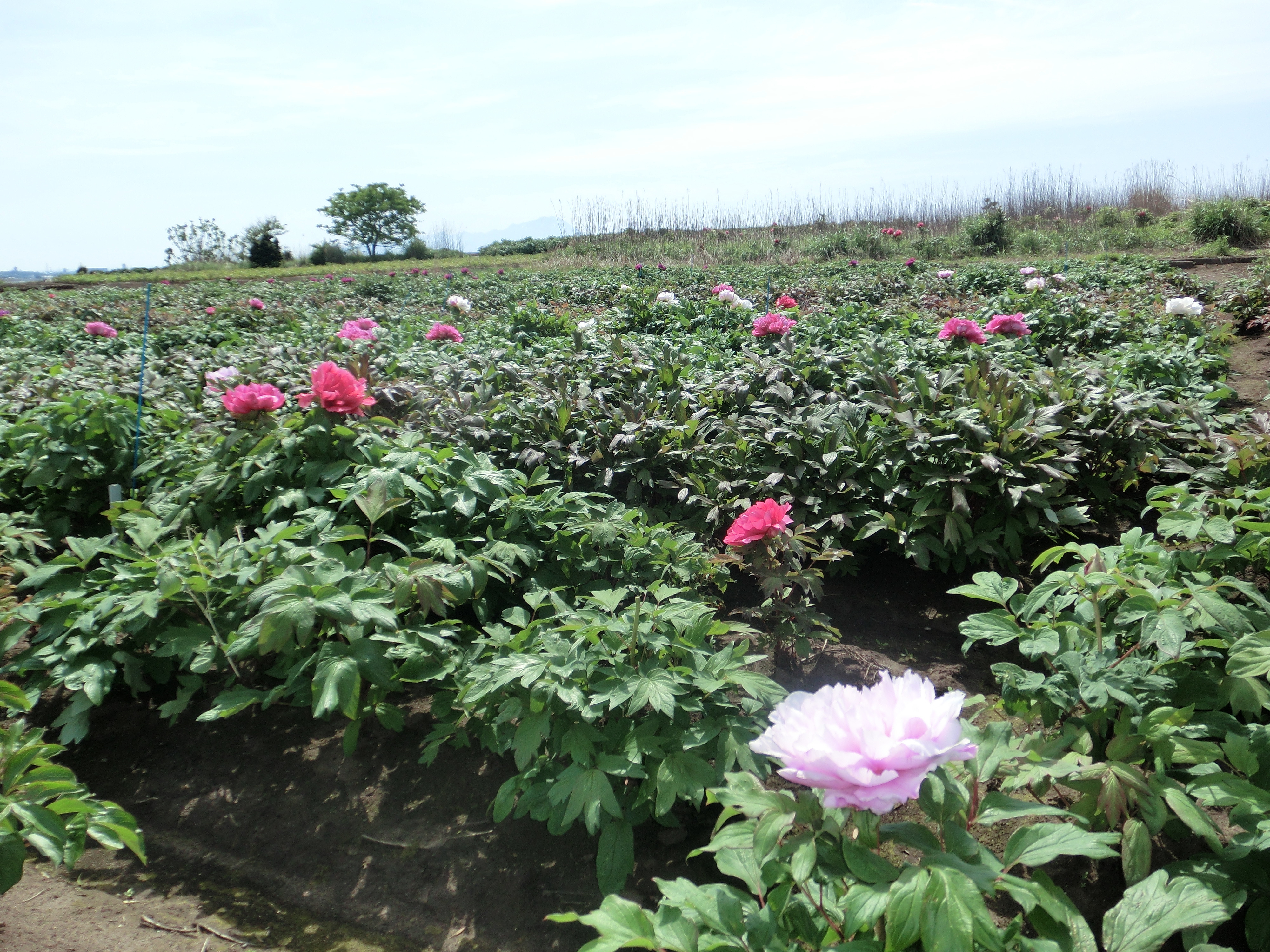 平成26年5月4日牡丹開花状況 大根島