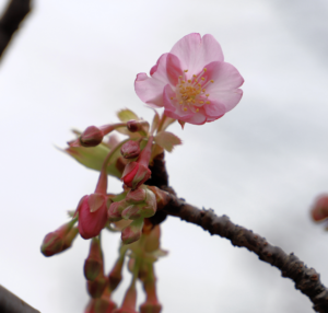 大塚山公園　西側斜面の河津桜の写真