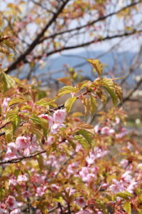 大根島大塚山公園の河津桜の写真
