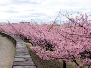 大塚山公園の河津桜