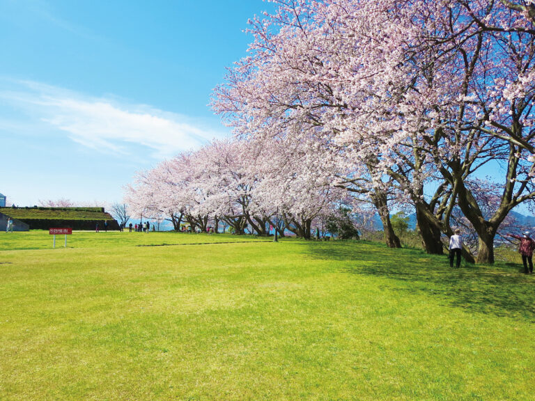 大塚山公園桜の写真