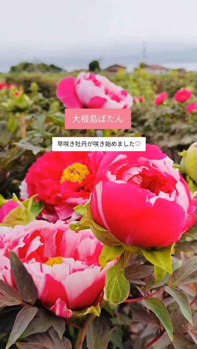 ＼大根島　牡丹開花情報🪷／

本日の露地牡丹の様子です✨
今回は、「由志園アグリファームさま」の畑で撮影させて頂きました。

撮影日:2025.4.20

今週末の26・27日は、
「大根島ぼたん祭2025」を開催します🎉

🎪お楽しみイベント🎪

■ステージイベント　
　しまねっこ、六子
　キッズ向けバルーンショー、門脇大樹

■ホール展示　
　牡丹の生け込み展、お茶席
■フードコーナー　
　たこ焼き、焼きそば、だんご、からあげ　など

■キッズコーナー
　ふわふわドーム、射的　など

ぜひ、皆さまお越しください✨

#由志園アグリファーム　#大根島
#松江市　#大根島観光情報　#牡丹