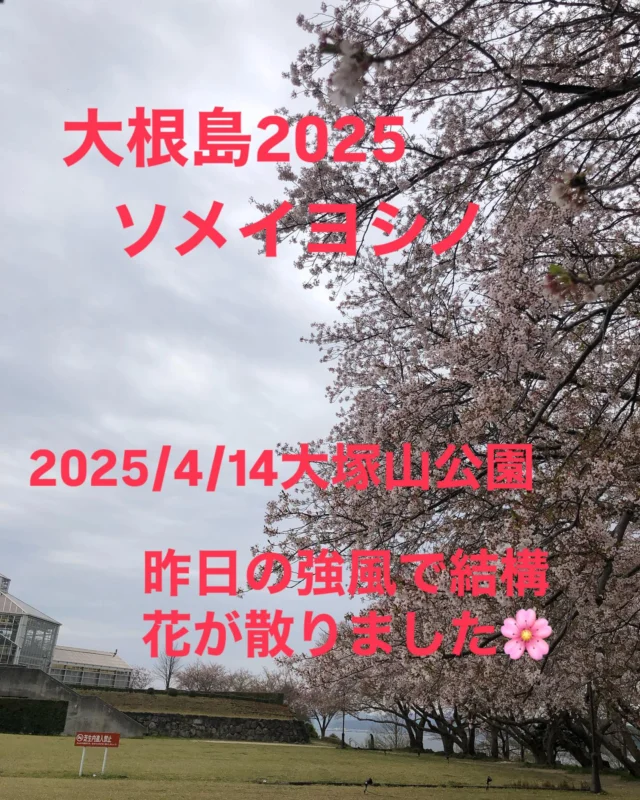 2025/4/14大塚山公園です。
強風で結構花が散ってしまいました。