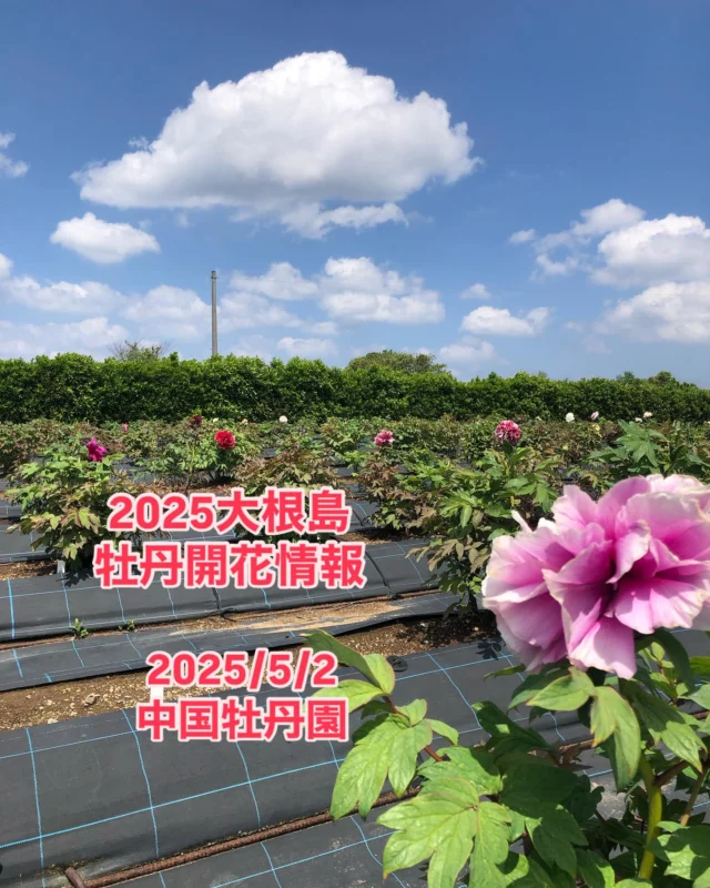 Instagram 投稿 17867855043365694