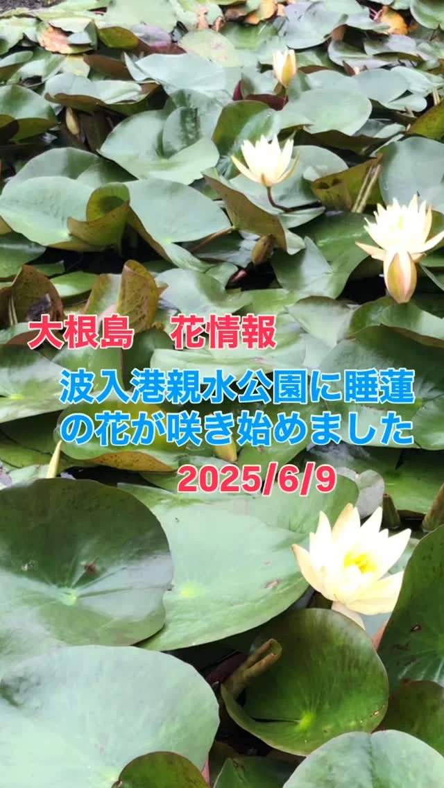 波入港親水公園の睡蓮です。2〜3日前は2輪しか咲いていませんでした。
もうしばらく楽しませてもらえそうです。
なお、この花は午後花が閉じます。名前もそこからきているようです。