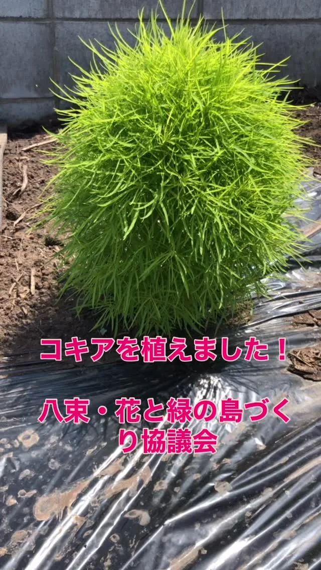 先日、八束花と緑の島づくり協議会の皆様により、大根島の道路脇にマリーゴールド、ひまわり、コキアが植えられました。
コキアは10株植えられたそうで、丸々とした可愛らしい姿を見せています。