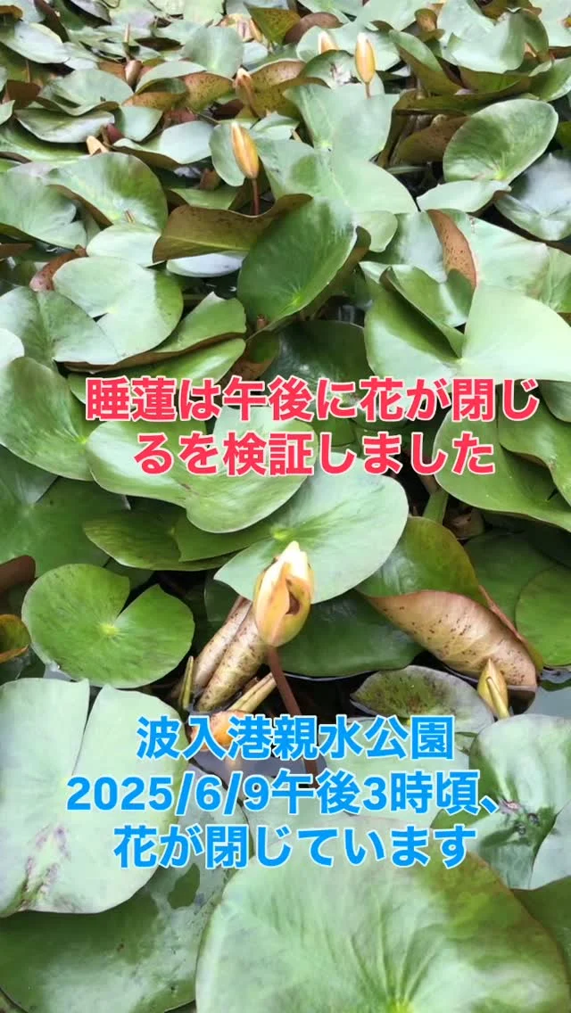 睡蓮の花は午後閉じるの検証です。
一つ前の投稿は6/9の午後12時過ぎに撮影したものです。
この投稿は6/9の午後3時過ぎに撮影しました。
睡蓮の花は閉じていました。